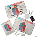 17" x 11" STEM Heart Circulation Activity Learning Challenge Craft Kit - Makes 12