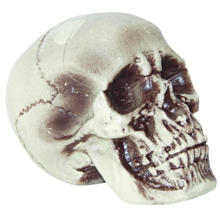 7 1/2" Realistic Skull Decoration