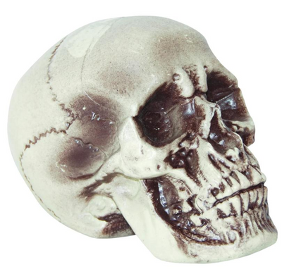 7 1/2" Realistic Skull Decoration